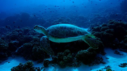 Las salvajes islas Tuamotu