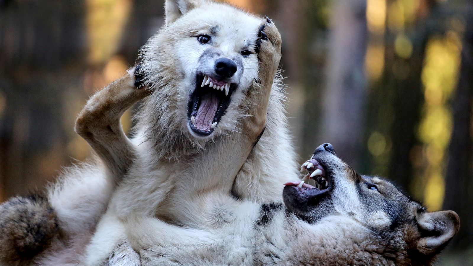 Campos de batalla naturales - Episodio 4: Guerras acuáticas - ver ahora