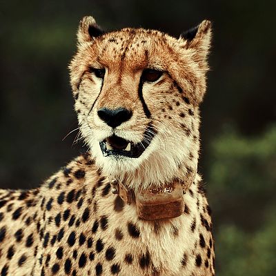 Una manada de guepardos