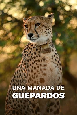Una manada de guepardos