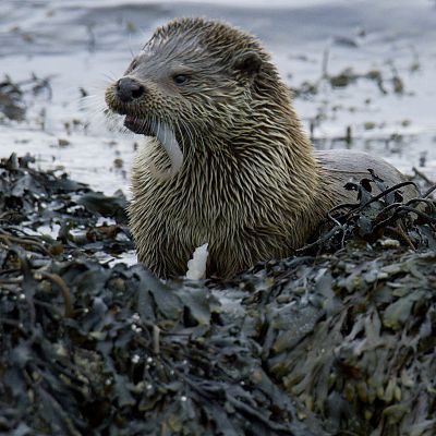 Escocia. Un año salvaje