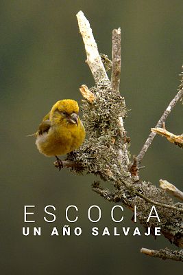 Escocia. Un año salvaje