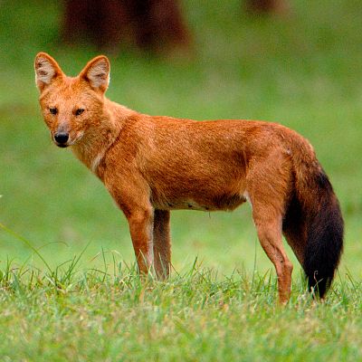 En la naturaleza india