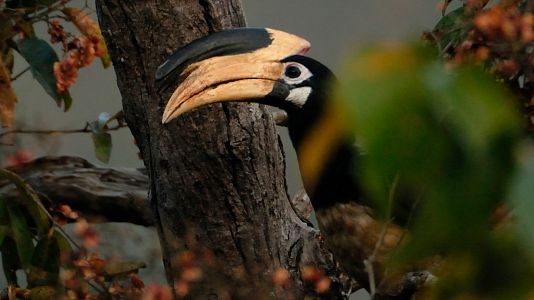 En la naturaleza india