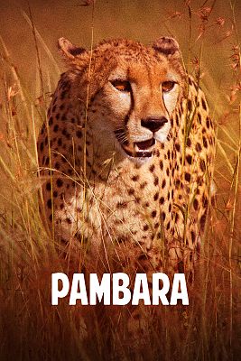 Pambara