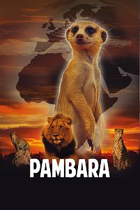 Pambara