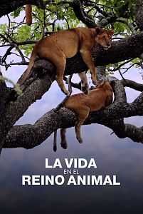 La vida en el reino animal
