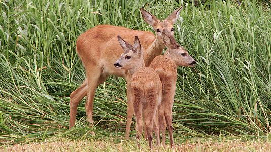 Padres en la naturaleza