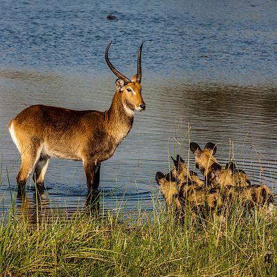 El Okavango. El río de los sueños