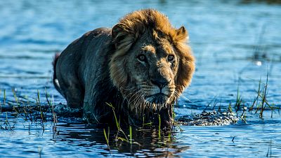 El Okavango. El río de los sueños