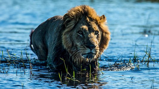 El Okavango. El río de los sueños