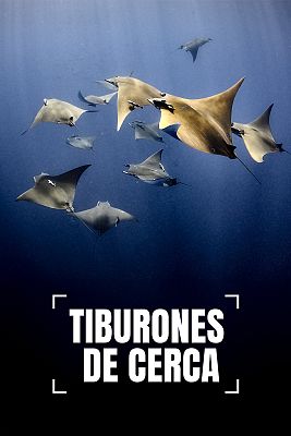 Tiburones de cerca