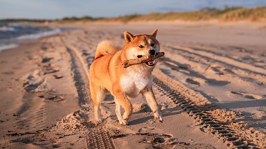 La vida secreta de los perros