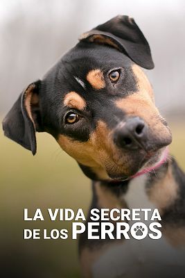 La vida secreta de los perros