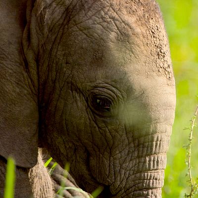 Grandes especies de África