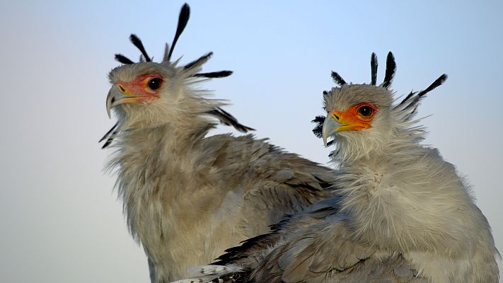 Grandes especies de África