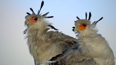 Grandes especies de África