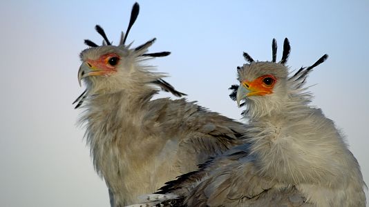 Grandes especies de África