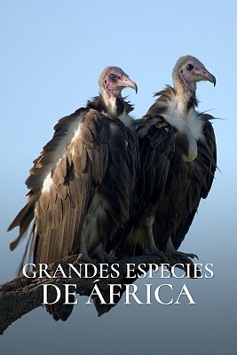 Grandes especies de África