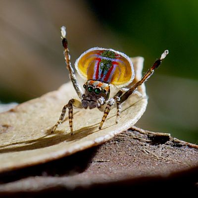 Los supervivientes definitivos de la naturaleza