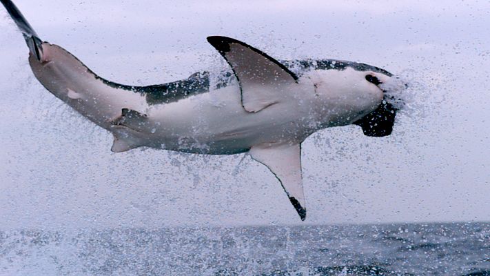 Los supervivientes definitivos de la naturaleza