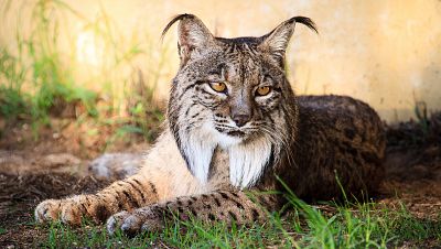 Hijos de Saliega. El retorno del lince ibérico