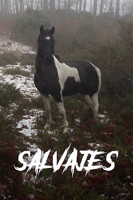 Salvajes