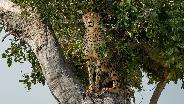 Felinos noche y día