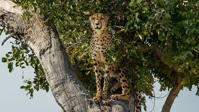 Felinos noche y día