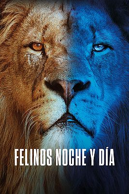 Felinos noche y día