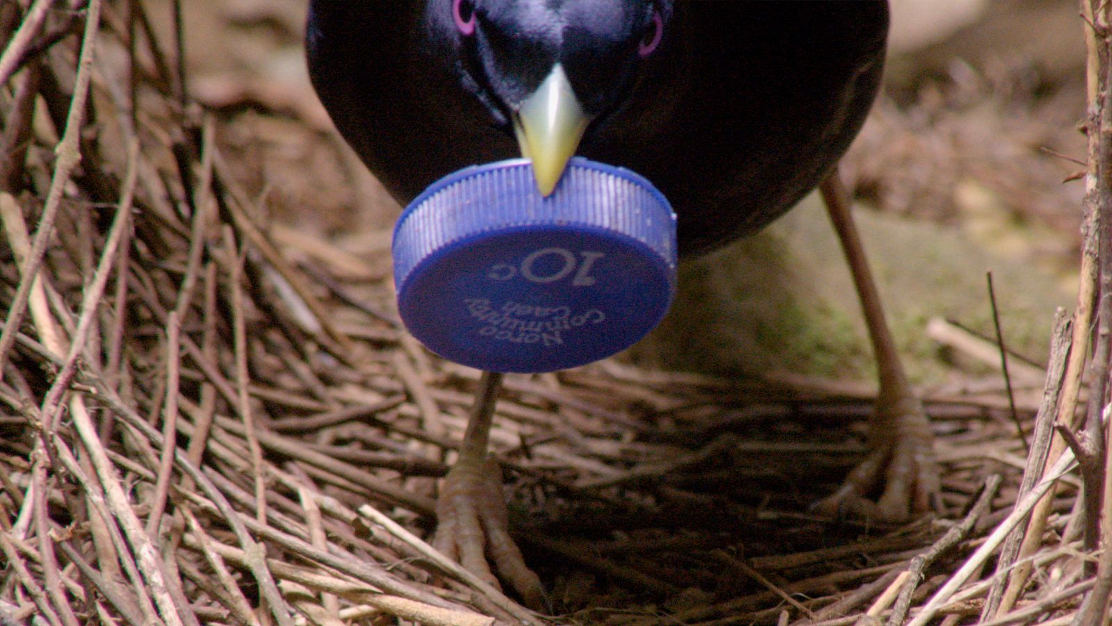 Profesiones salvajes - Enterradores - Profesiones salvajes | Ver