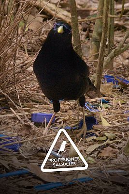 Profesiones salvajes