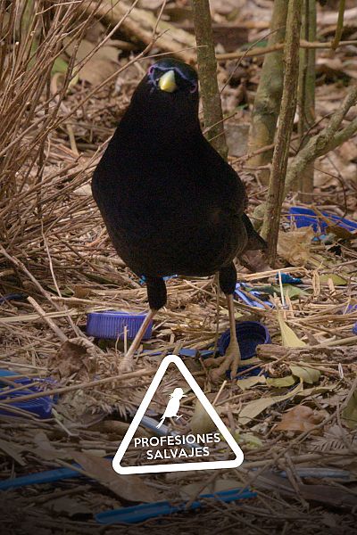 Profesiones salvajes