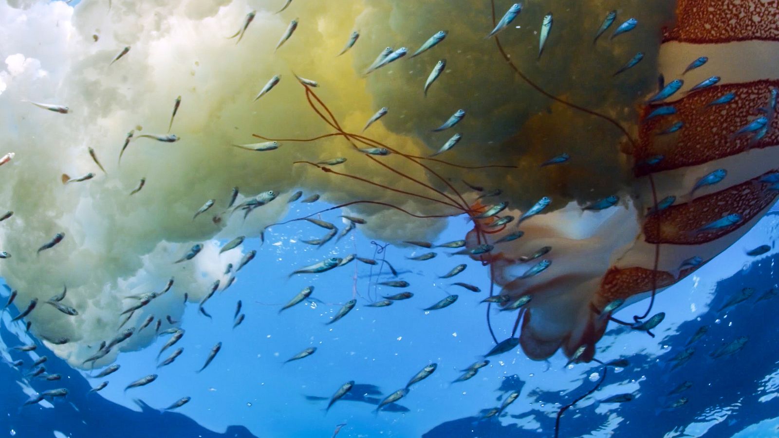 El mundo de los océanos - Episodio 6: Historias del mar - El mundo de los océanos | Ver