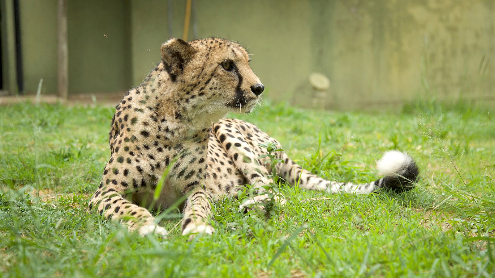 Rescate de animales bebé - Episodio 13 - Rescate de animales bebé | Ver