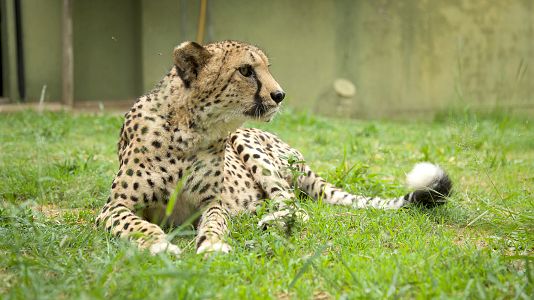 Rescate de animales bebé