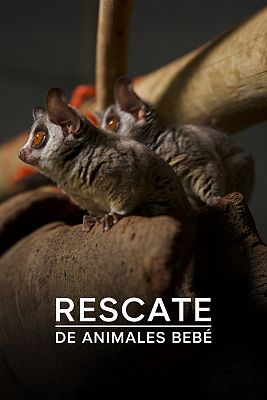 Rescate de animales bebé