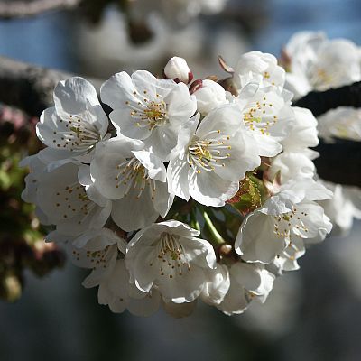 Jerte. Vida salvaje en el valle de los cerezos