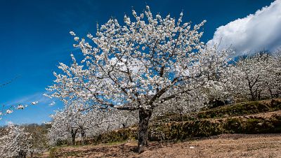 Jerte. Vida salvaje en el valle de los cerezos