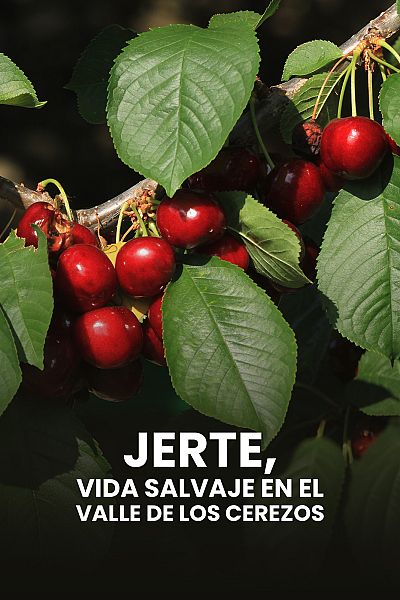 Jerte. Vida salvaje en el valle de los cerezos