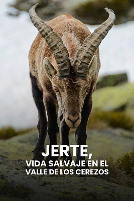Jerte. Vida salvaje en el valle de los cerezos