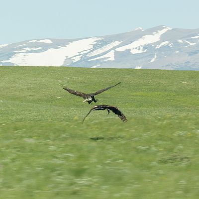 Diarios de Yellowstone