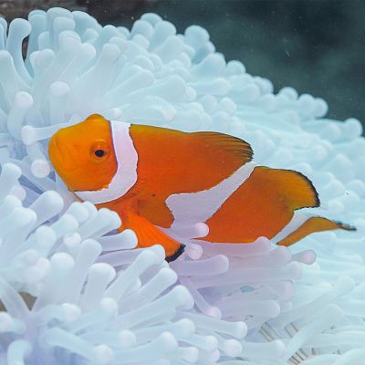 Lugares indómitos. La gran barrera de coral