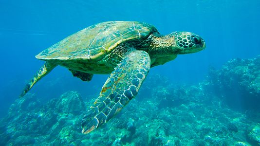 Lugares indómitos. La gran barrera de coral