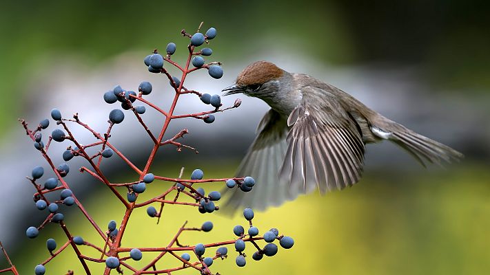 Belleza y seducción en la naturaleza