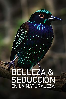 Belleza y seducción en la naturaleza