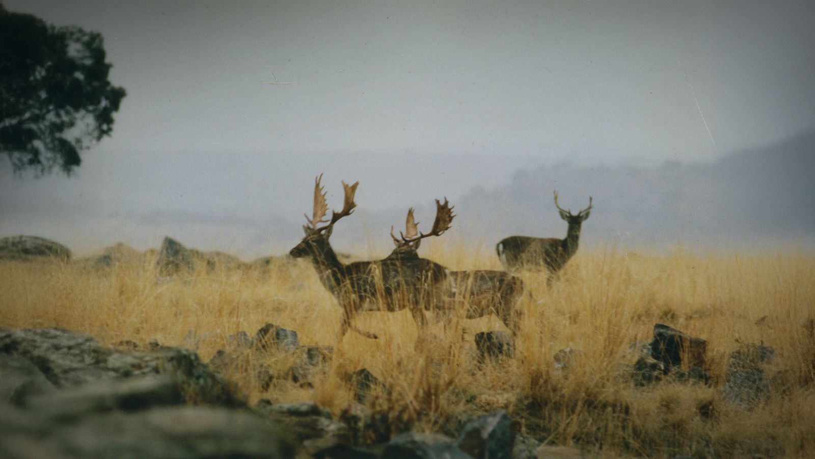 La duna móvil - Yo soy La Alhambra - La duna móvil | Ver