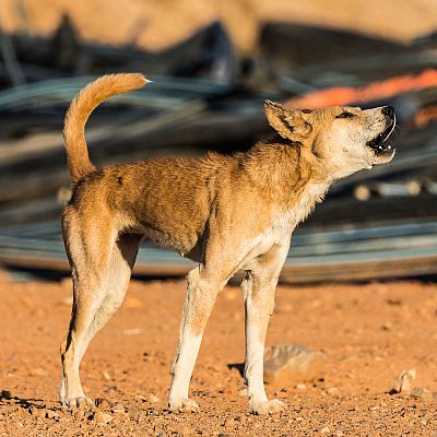 Animales extraordinarios de Australia