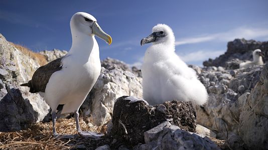Animales extraordinarios de Australia