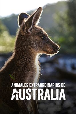 Animales extraordinarios de Australia